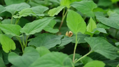 Fish lettuce closeup shot Stock Footage 174006597