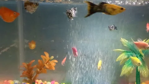 Fish life on aquarium 動画素材 248937029