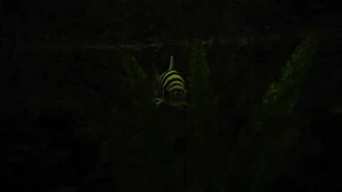 Fish life Видео 160039419