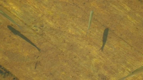 Fish Life in a Small Pond Stock Footage 102832978