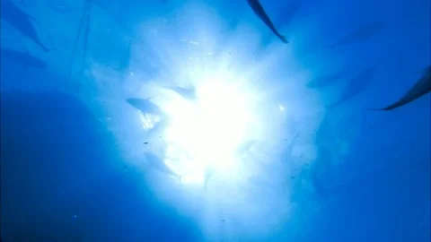 Fish in the light Видео 80181794