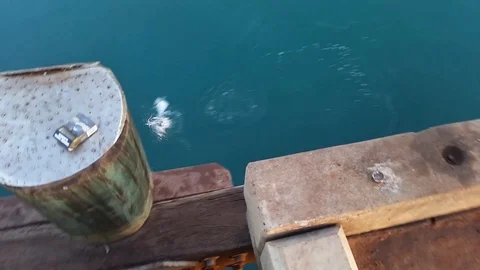 FISH ON LINE Stock Footage 100576233