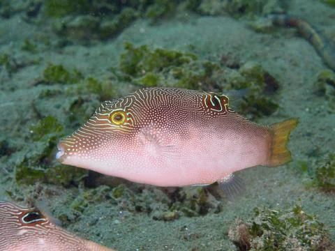 Fish with line pattern, Peter's pufferfish (Canthigaster petersii), swimming Stock Photos