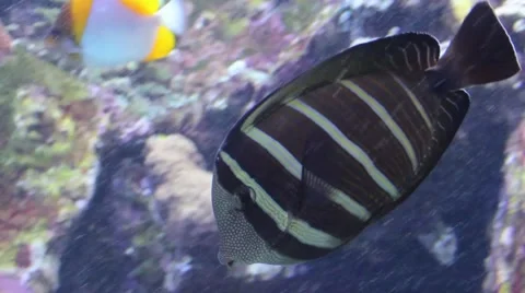 Fish with lines on the body Stock Footage 52349516