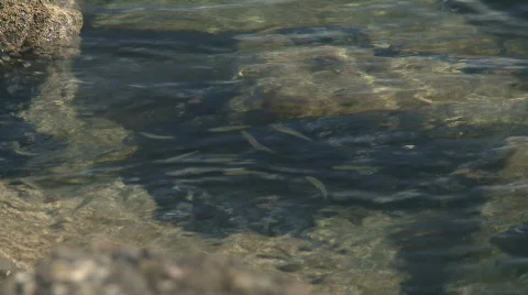 Fish lings Stock Footage 501385