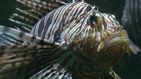 Fish lionfish Video stock 30455403