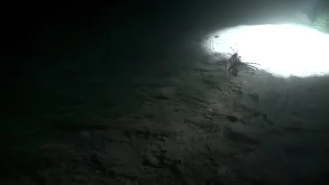 Fish lionfish on underwater seabed in light of lanterns during night diving. Stock Footage 260840995
