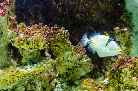 Fish that live in the red sea Stock Photos