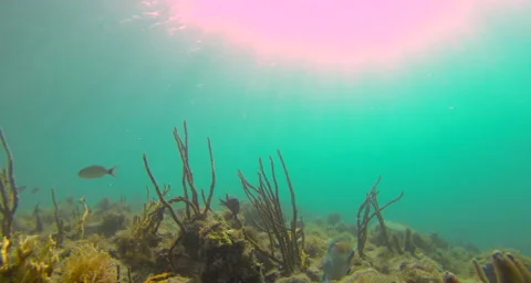 Fish living in a reef Stock Footage 42831773