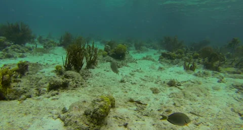 Fish living in a reef Stock Footage 42831947