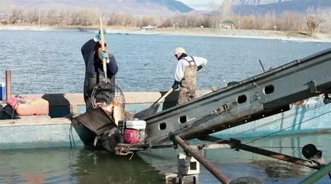 Fish loading from boat into truck Utah Lake HD 0800 Stock Footage 12754184