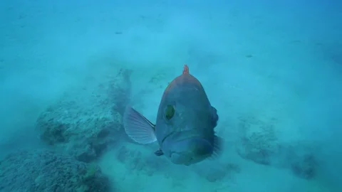 Fish is Looking at the Camera Deep Under Sea Vidéo 124045739