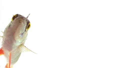 The fish looks directly at the screen Stock Footage 83751720