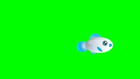 Fish Looping on Chroma Key for Compositing Stock Footage 336960582