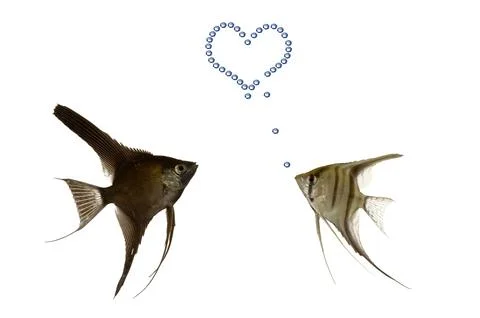 Fish in love Stock Photos