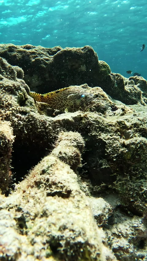 Fish lying at the bottom of the Indian Ocean. Maldives Vídeo Stock 286231461
