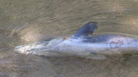 Fish lying dead in river  possible chemical spill and environmental disaster Stock Footage 55216786