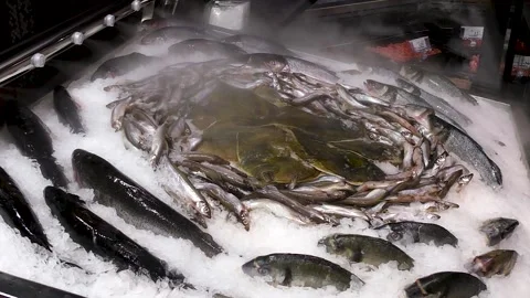 The fish is lying in the ice Stock Footage 237384856