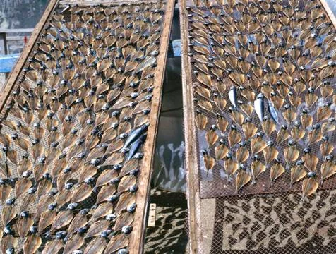 Fish lying on nets, dried in the sun Stock Photos