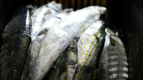 Fish macro close up pan of fish in basket Video stock 169605103