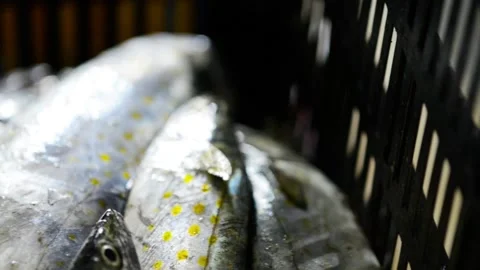 Fish macro close up pan of fish in basket 動画素材 169605130