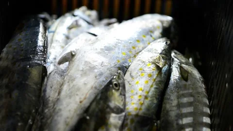 Fish macro close up pan of fish in basket Video stock 169605381