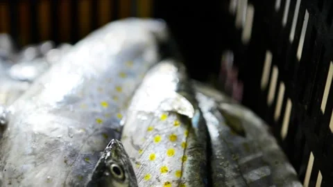 Fish macro close up pan of fish in basket Video stock 169605555