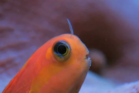Fish Macro SD NTSC Stock Footage 386115