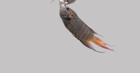 Fish Macropodus Stock Photos