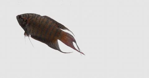 Fish Macropodus on a transparent background Vídeos de archivo 149818561