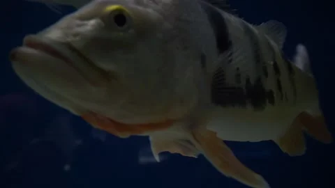 FISH MAH00004 Stock Footage 145354090
