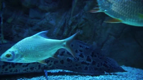 FISH MAH00016 Stock Footage 145354286