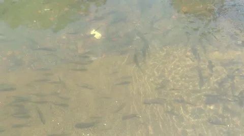 Fish in Mandakini river 스톡 동영상 22477508