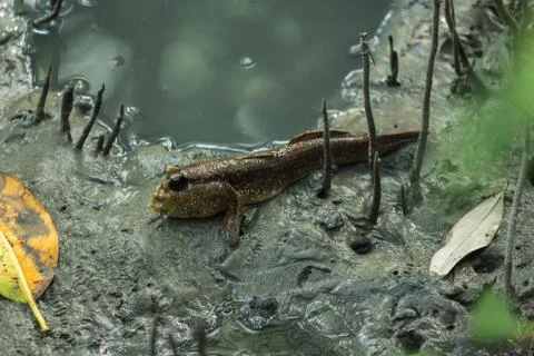 Fish in mangrove forest Stock Photos