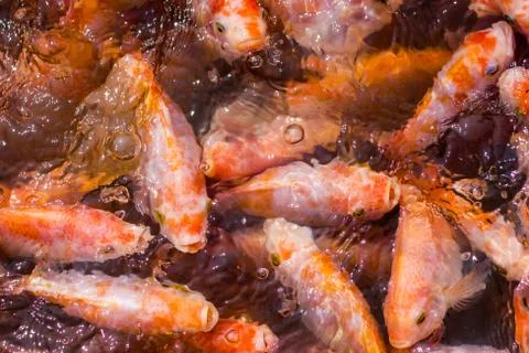 Fish in many shades Foto stock