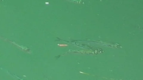 Fish in Marina Stock Footage 1060545