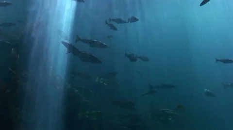 Fish - Marine life Stock Footage 22309617