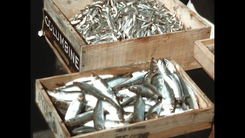Fish Market 1944 Stock Footage 246328162