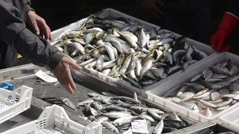 Fish market of Catania Video stock 73302486