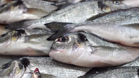 Fish Market Close Up Details Stock Footage 80688538
