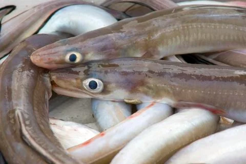 Fish market eels close-up Stock Photos