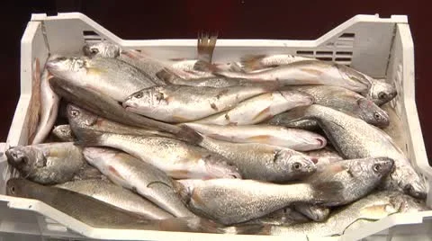 Fish market. Video stock 8963897