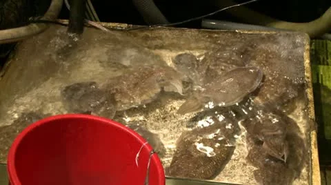 Fish at market Stock Footage 10587665