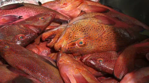 Fish in a market Video stock 11237631