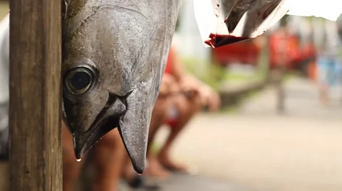 Fish Market Video stock 44185426