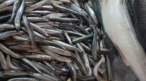 Fish market Stock Footage 61526653