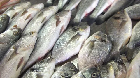 Fish Market Видео 65762459