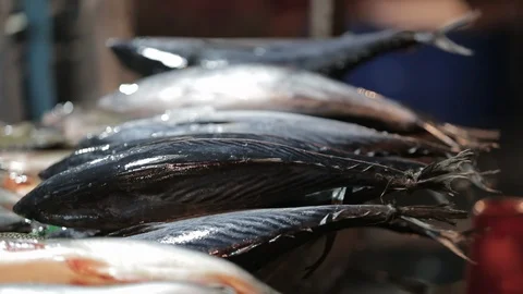 Fish in the market Stock Footage 116527565
