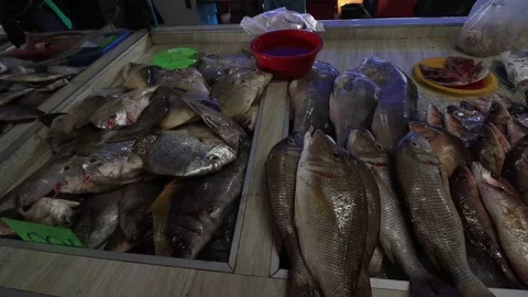 Fish market Stock Footage 123045645
