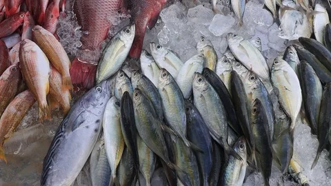 Fish market Stock Footage 123387701